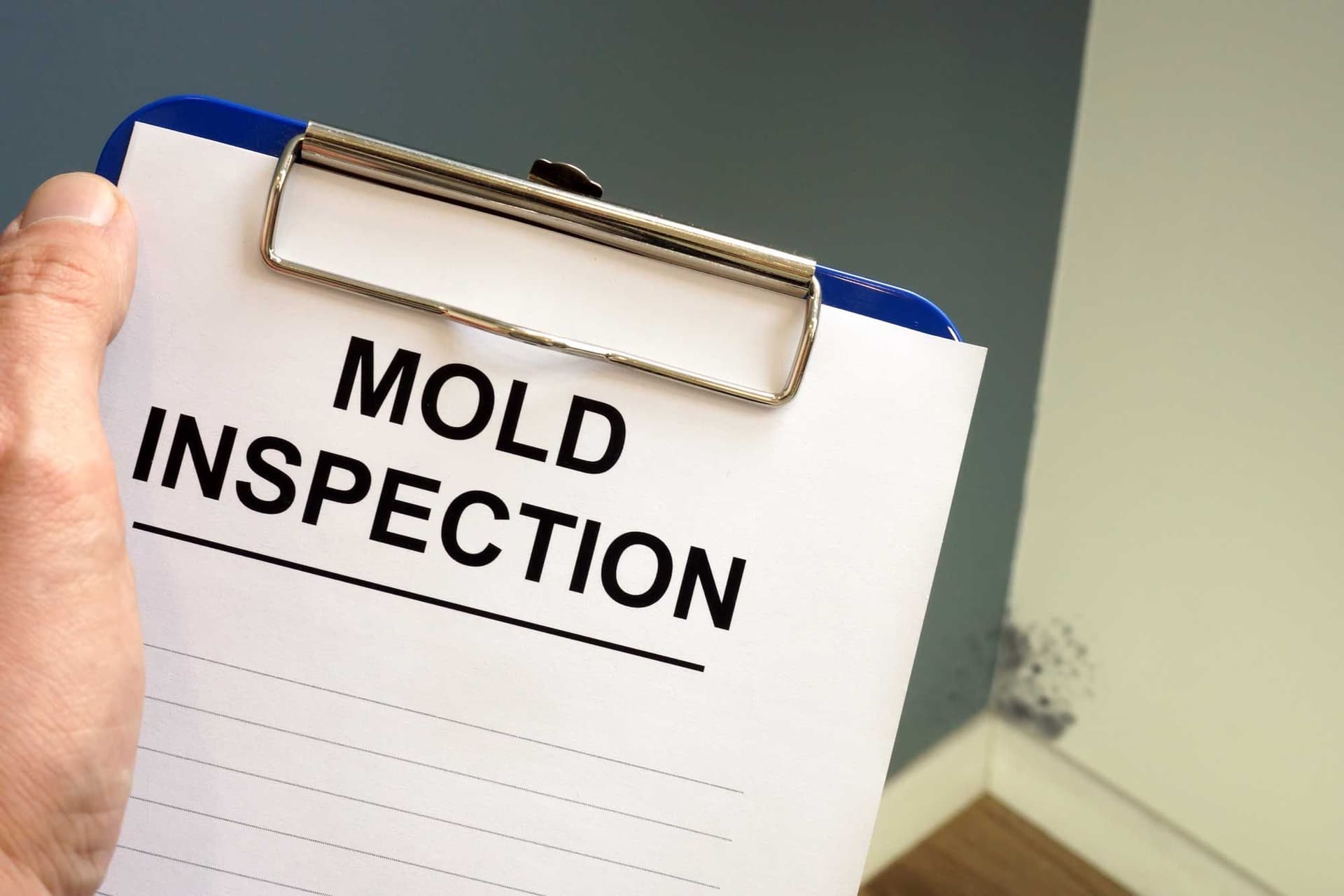 Make Sure to Check These Spots For Mold Damage