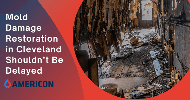 Why Mold Damage Restoration in Cleveland Shouldn’t Be Delayed