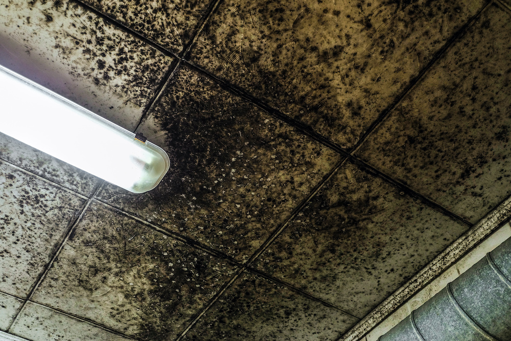 A ceiling with severe black mold damage.