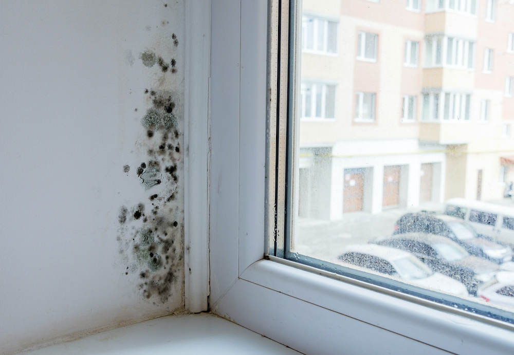 Black mold damage forms by a window.