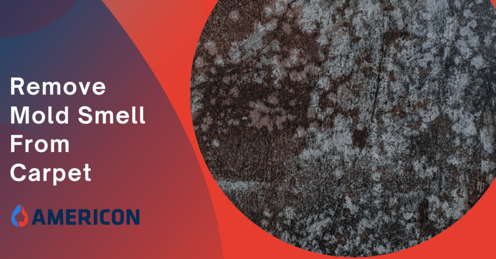 Remove Mold Smell From A Carpet